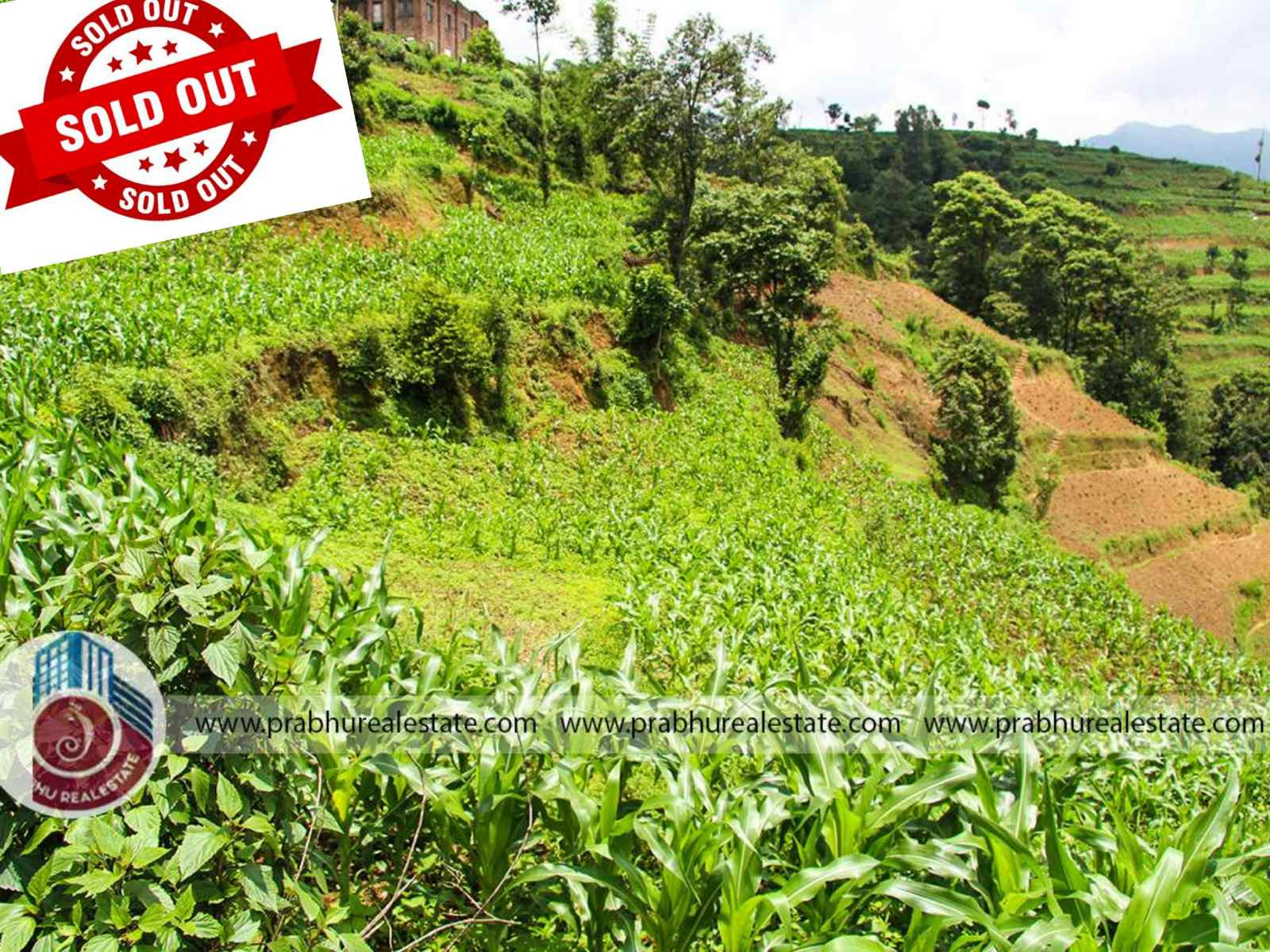 Land at Jitpur Fedhi
