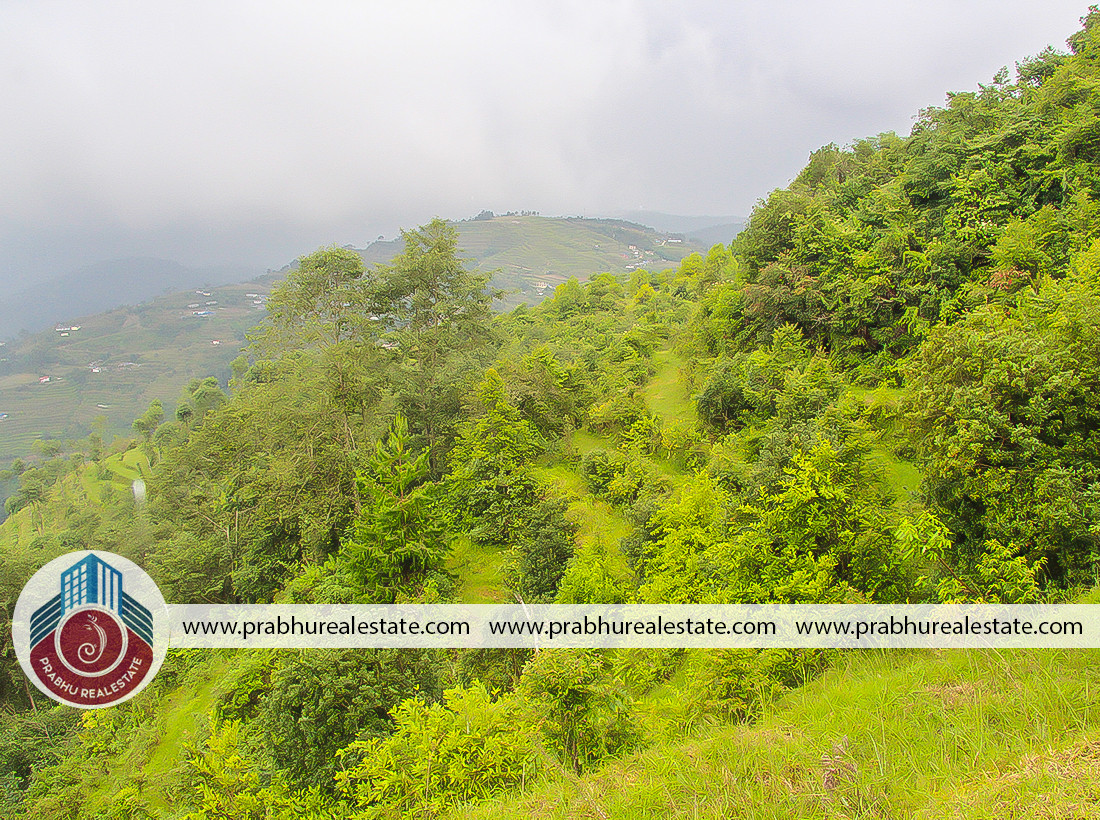 Land For Sale At Jarsing Pauwa Near Lapshiphedi
